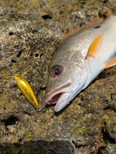 ヤマトビーの釣果