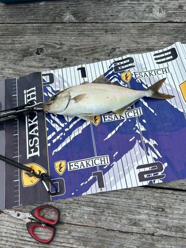 カンパチの釣果