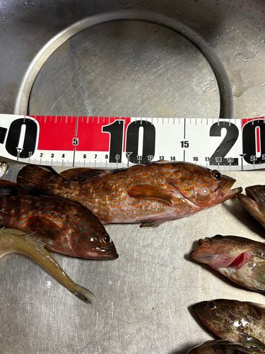 アカハタの釣果