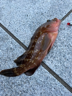 アコウの釣果