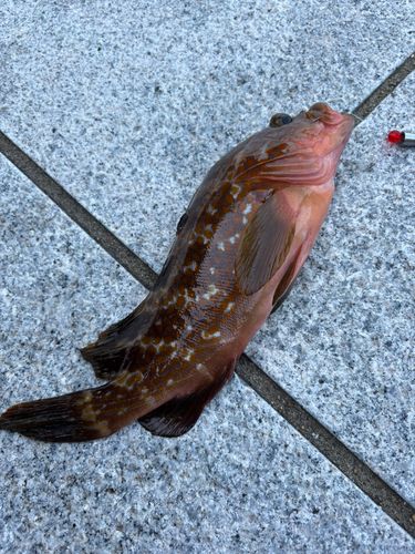 アコウの釣果