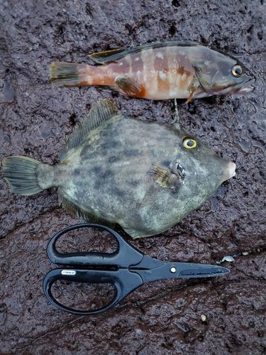 カワハギの釣果
