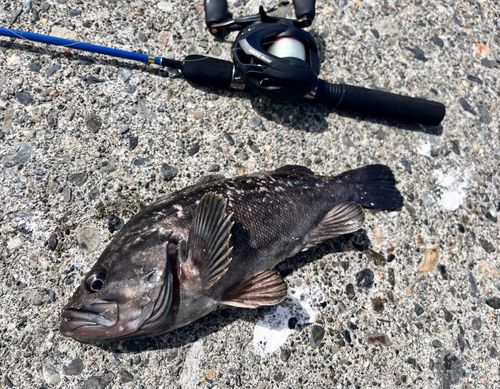 クロソイの釣果