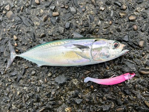 ソウダガツオの釣果
