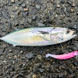 ソウダガツオ