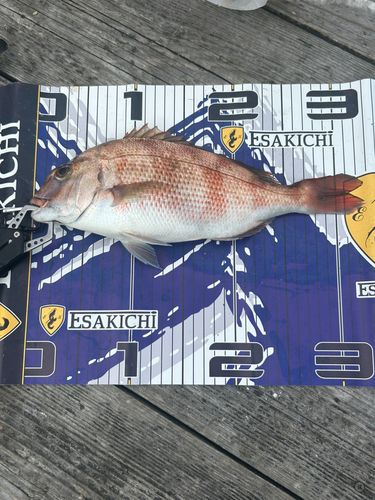 マダイの釣果