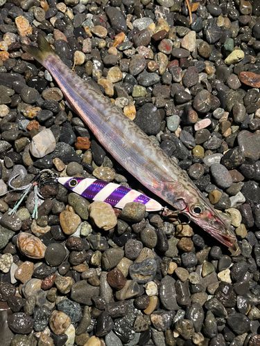 カマスの釣果