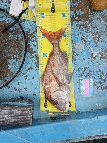 マダイの釣果
