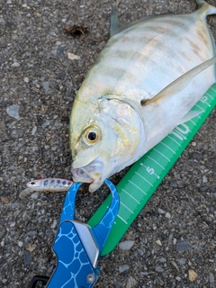 ナンヨウカイワリの釣果