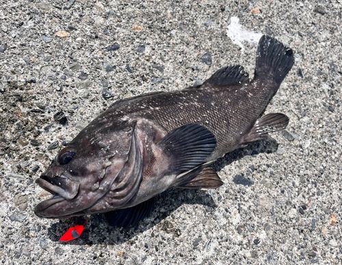 クロソイの釣果