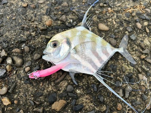 イトヒキアジの釣果