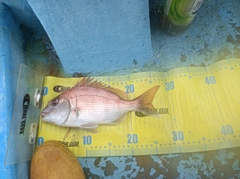 マダイの釣果