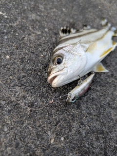 コトヒキの釣果