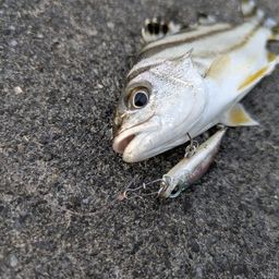 コトヒキ
