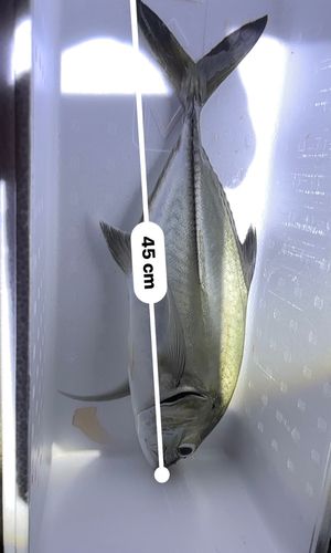ギンガメアジの釣果