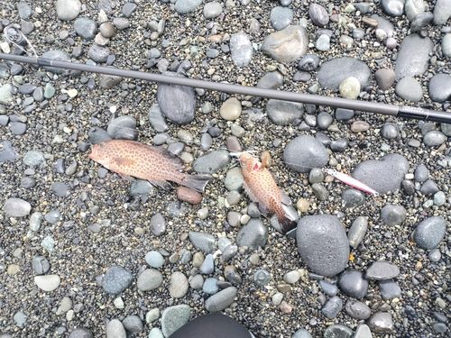 オオモンハタの釣果