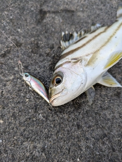 コトヒキの釣果