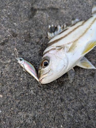 コトヒキの釣果