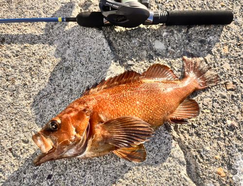 エゾメバルの釣果