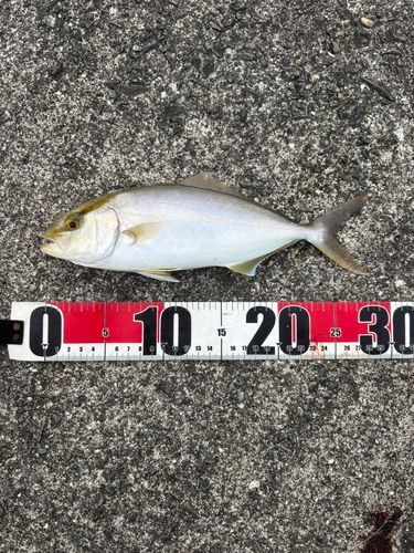 ネイリの釣果