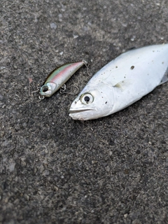 イケカツオの釣果