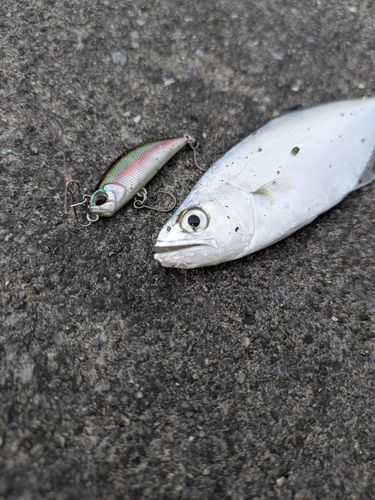イケカツオの釣果