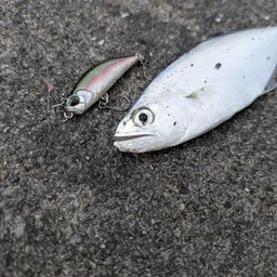 イケカツオ