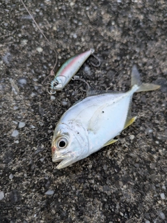 メッキの釣果