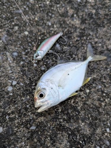 メッキの釣果