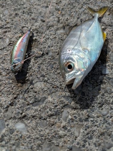 メッキの釣果