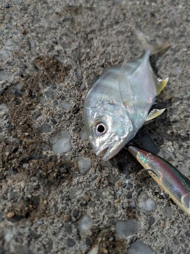 メッキの釣果