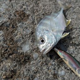 メッキ