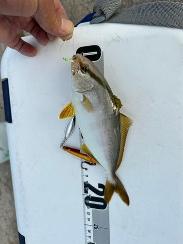 シオの釣果