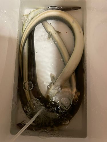 ウナギの釣果