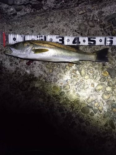 シーバスの釣果