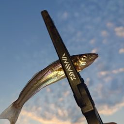 シロギス