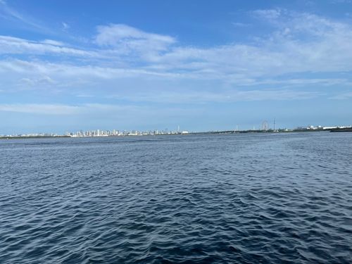 タコの釣果