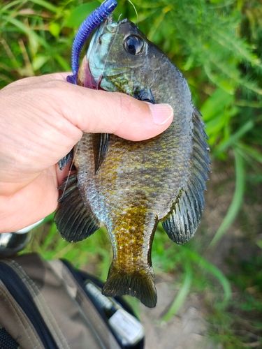 ブルーギルの釣果