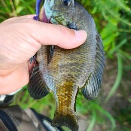 ブルーギル