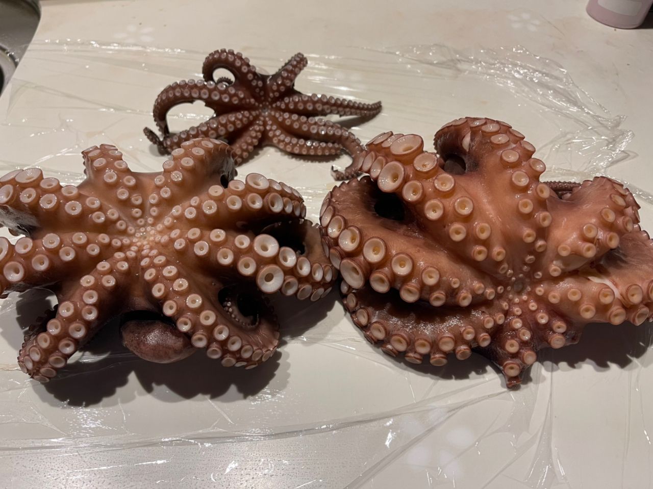 タコ