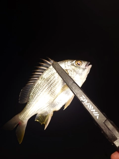 キビレの釣果