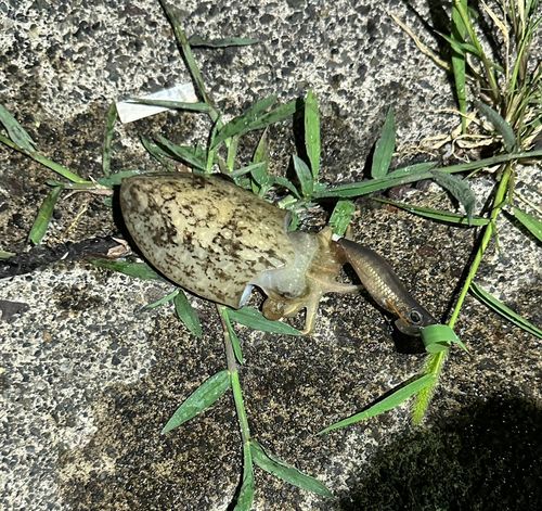 コウイカの釣果