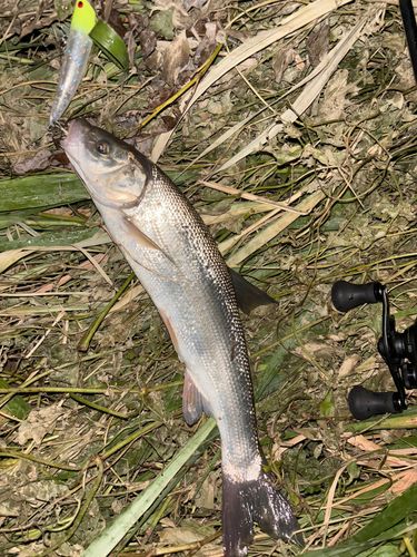 ウグイの釣果