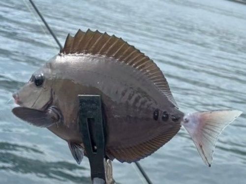 ニザダイの釣果