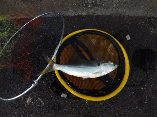 コノシロの釣果