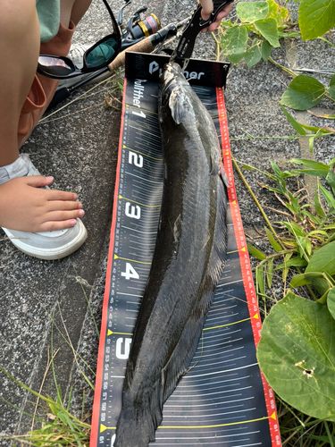 ニホンナマズの釣果