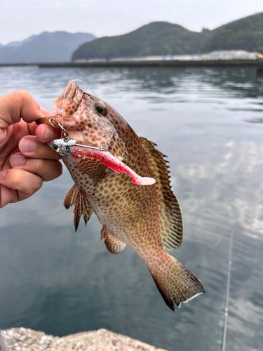 オオモンハタ