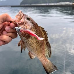 オオモンハタ