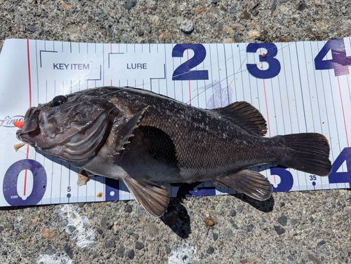 クロソイの釣果
