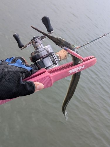 ダツの釣果